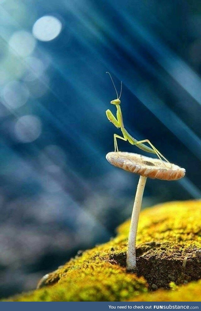 Prayer Mantis.