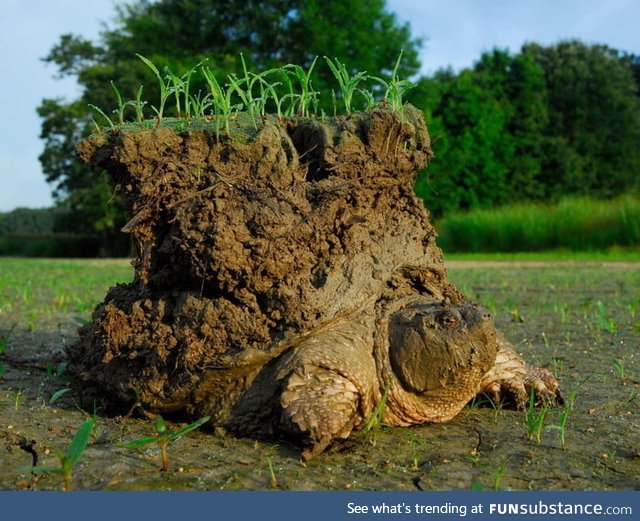 Vintage photo of tortoise carrying the universe (6000 B.C.)