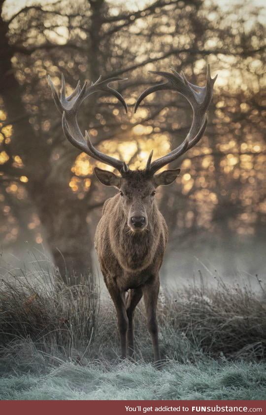 Deer with heart shaped antlers