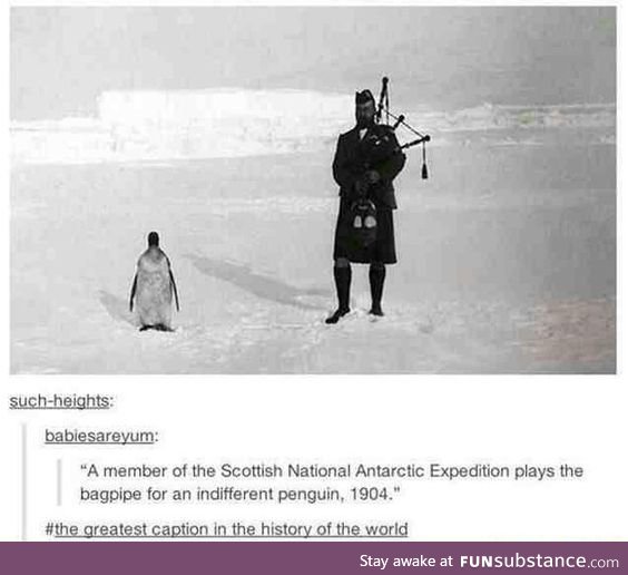 *Noot noot's dully*