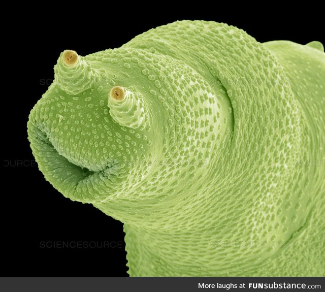 Happy little tardigrade!