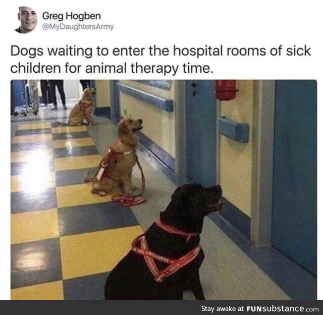 We don't deserve dogs