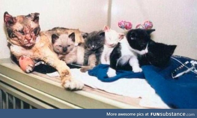 Scarlett walked through the blazing fire 5 times rescuing each of her kittens one by one