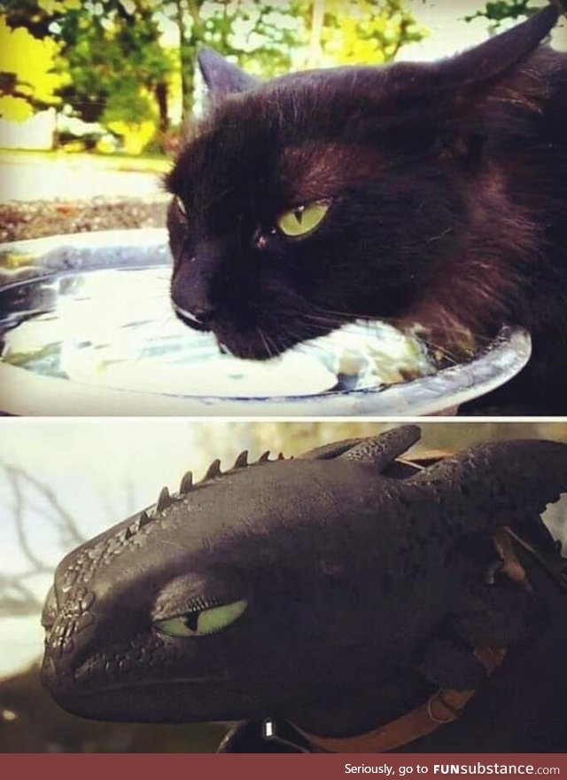 Further proof that Toothless is based off a cat