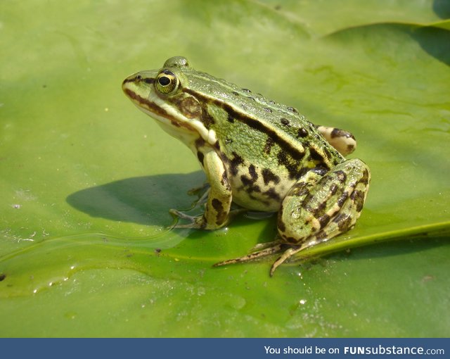 Froggo Fren #1 - Common European Green Frog