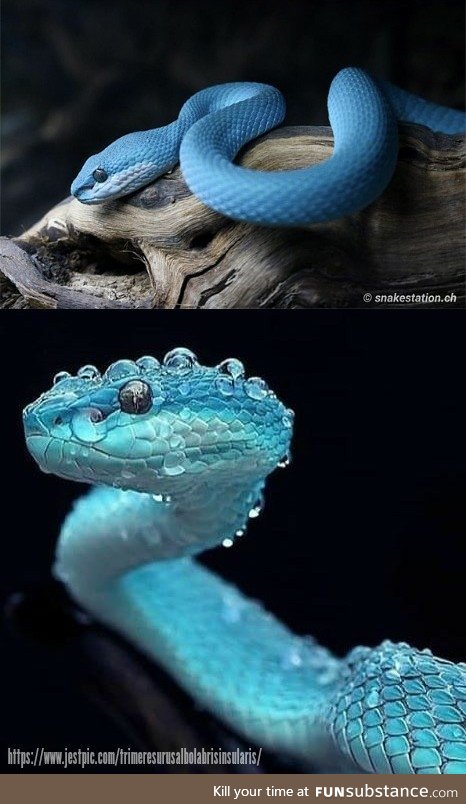 Blue Trimeresurus Insularis aka the Blue Pit Viper