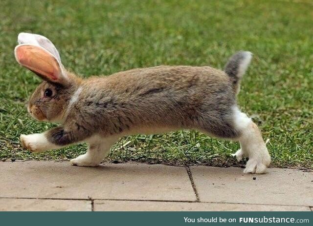 Mr. Steal yo carrots