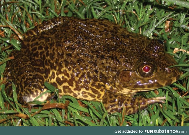 Froggo Fren #7 - East Asian Bullfrog