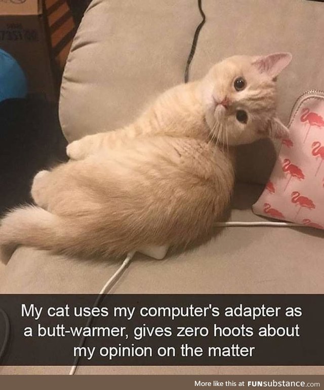 I would do anything for this cat
