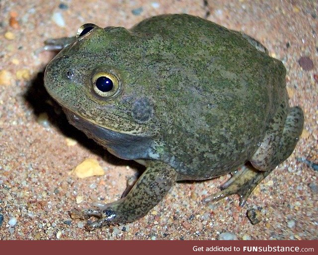 Froggo Fren #9 - Water-Holding Frog