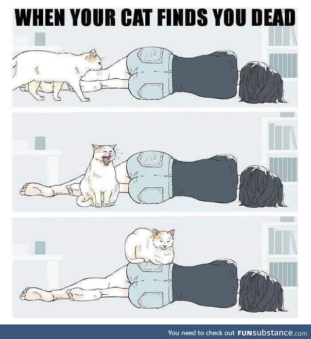 When your cat finds out you dead