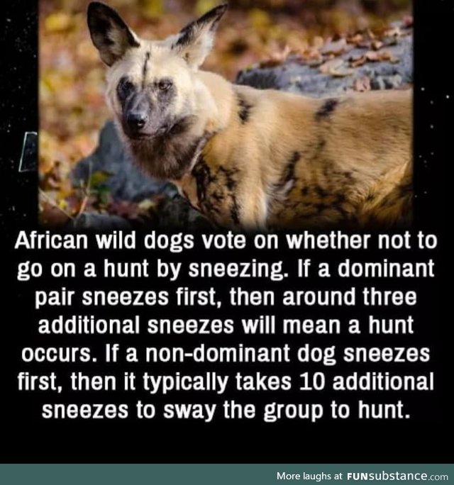 Afrcian dogs