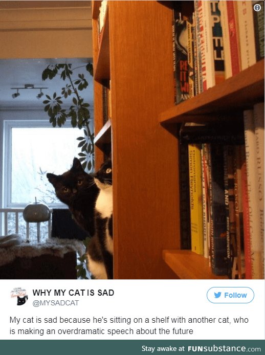 Why my cat is sad