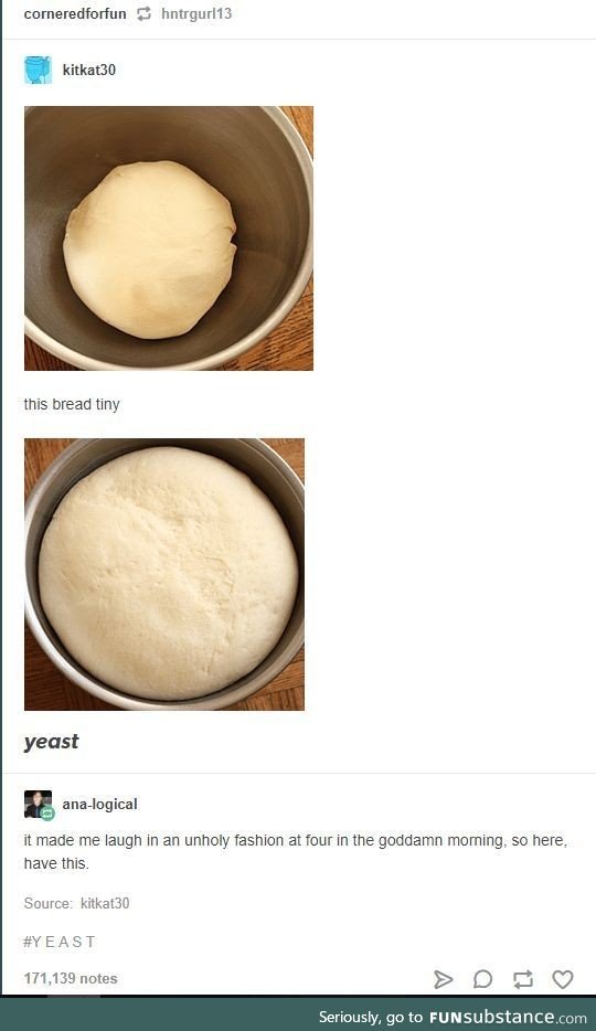Y e a s t