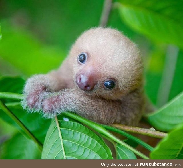 Kermie, the baby sloth