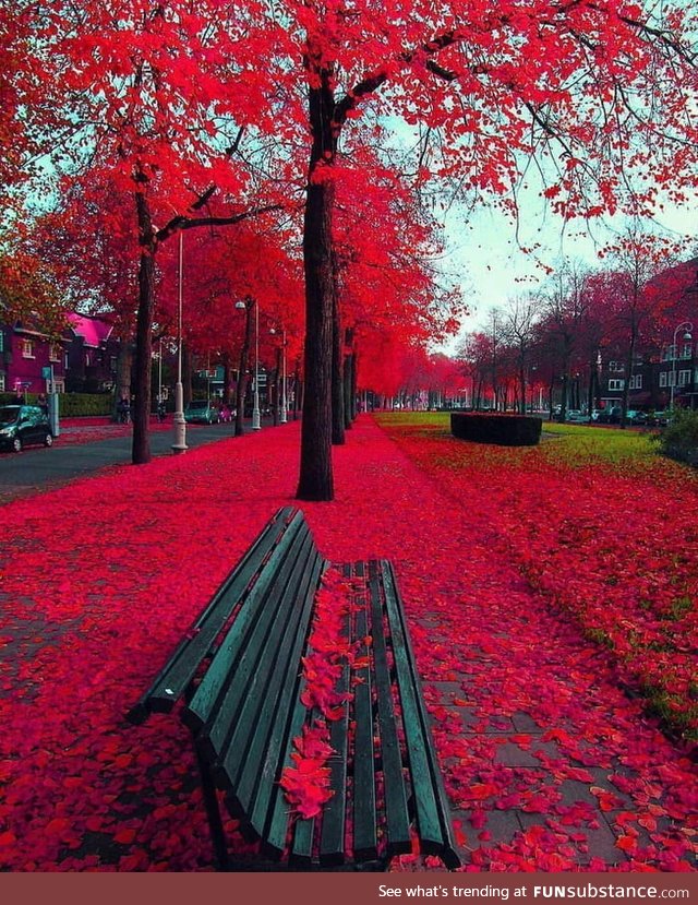 Autumn in Amsterdam