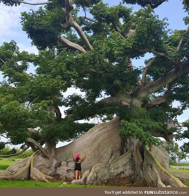 Majestic Ceiba Tree (ceiba pentandra) in Vieques, Puerto Rico.
