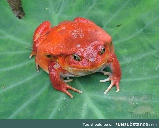 Froggo Fren #19 - Tomato Frog