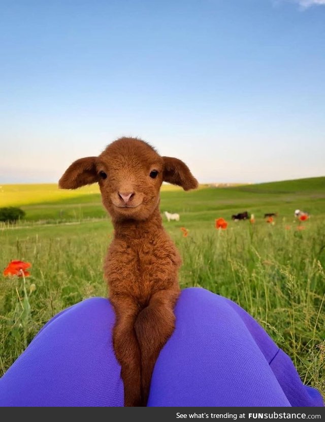 Dose of Cuteness