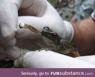 Froggo Fren #24/Spooktober Day 3 - Zombie Frogs