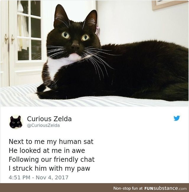 I love this cat