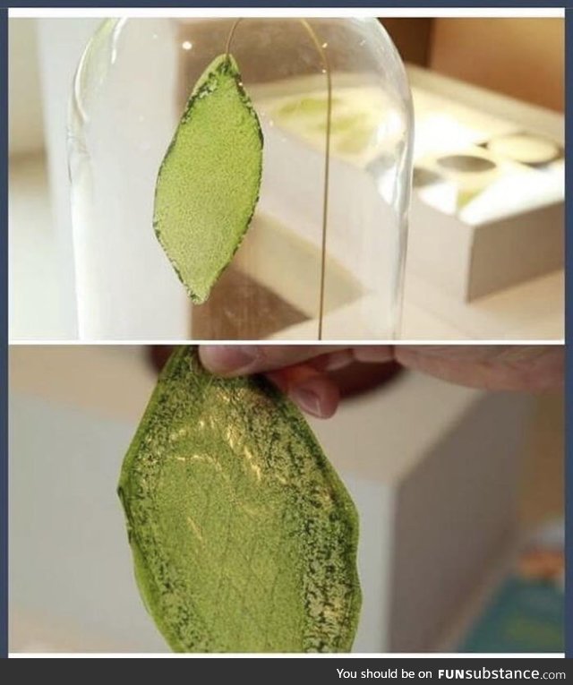 The first man made Biological leaf that effectively turns Carbon Dioxide into Oxygen