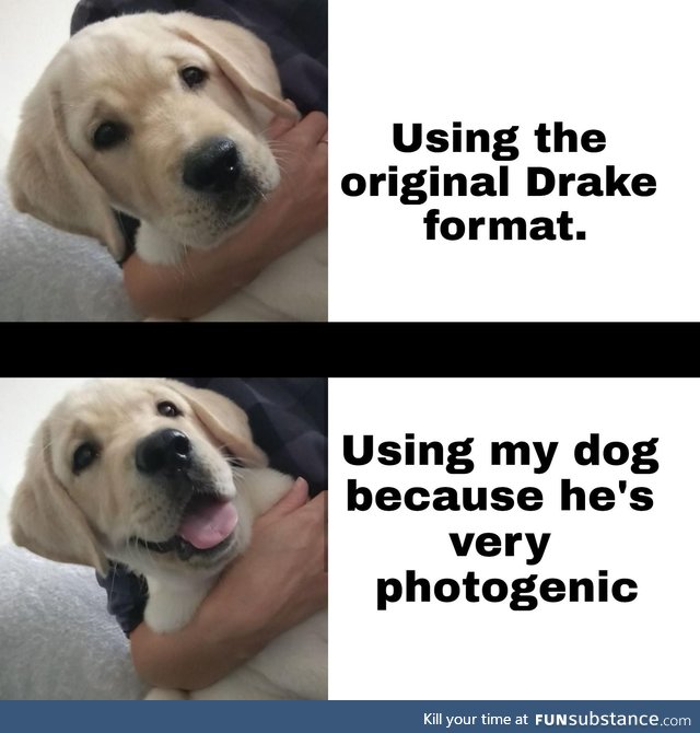 My dog&gt;Drake