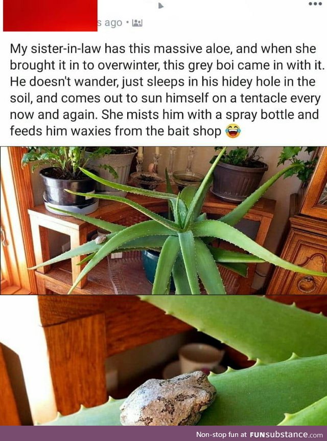 Grey boi knows his place