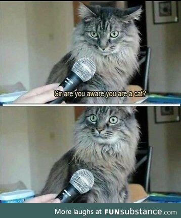 I'm a cat??