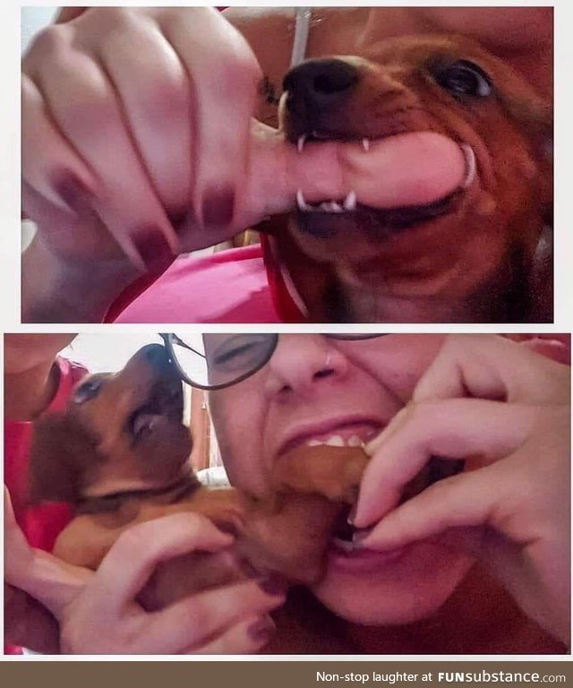 The predator becomes the prey