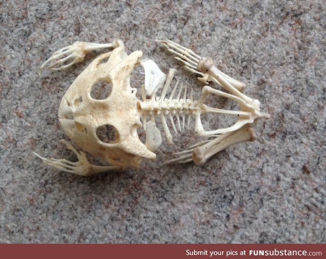 Froggo Fren #37/Spooktober Day 16 - Argentine Horned Frog