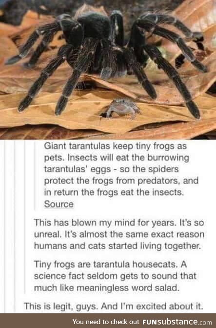 Spider and Frog bro's