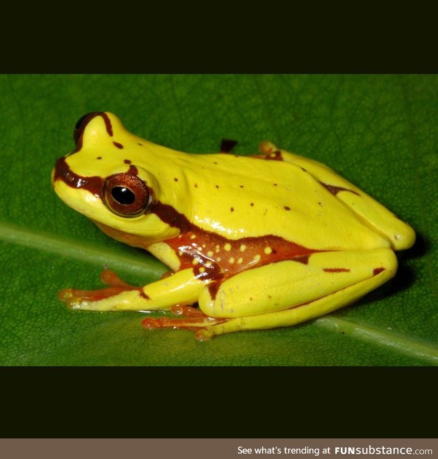 Froggo Fren #41/Spooktober Day 20 - Mapinguari Clown Tree Frog
