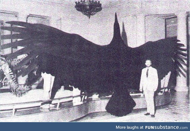 Argentavis magnificens is the largest known bird ever to have existed
