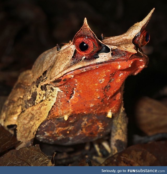 Froggo Fren #45/Spooktober Day 24 - Long-Nosed Horned Frog