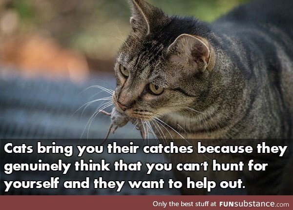 Don't worry Kitty, we have Tesco!