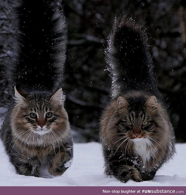 Snow cats