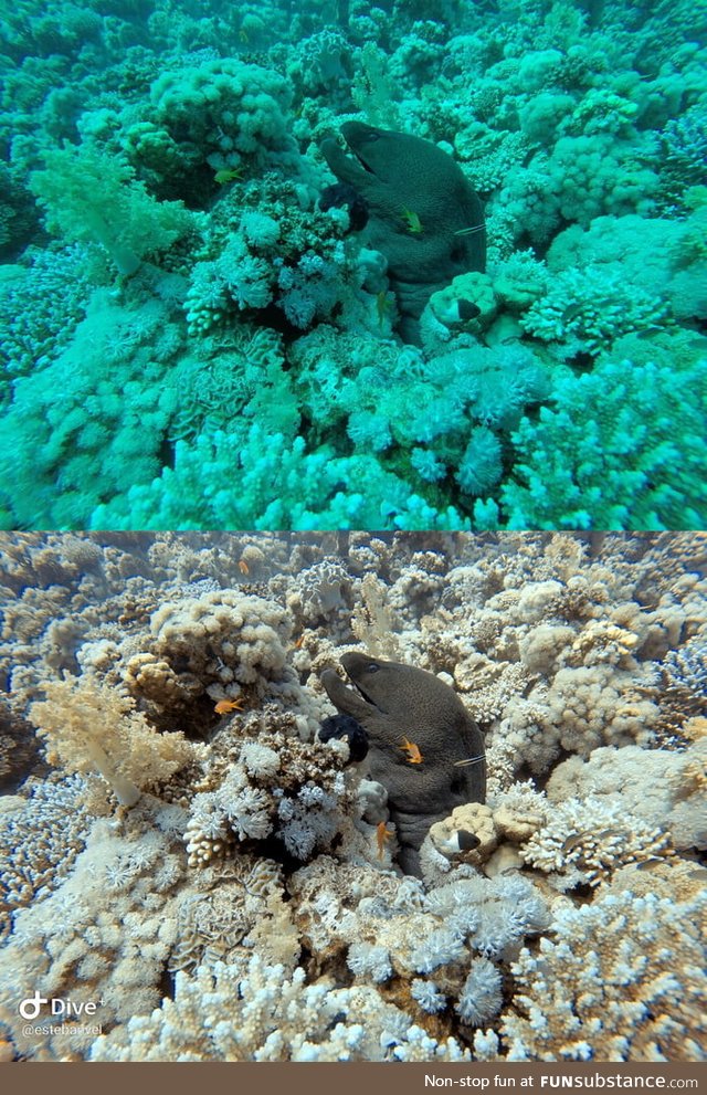 I'm a diver, and today I discovered the App "Dive+" and the great photo