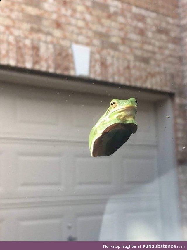 A frog sitting on a windshield