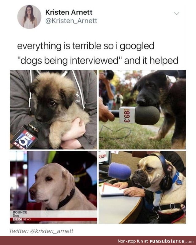 Dogs interview