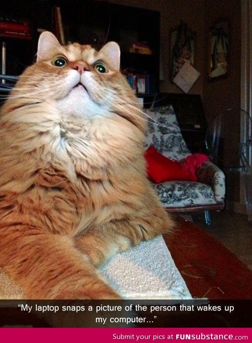 Dammit kitty