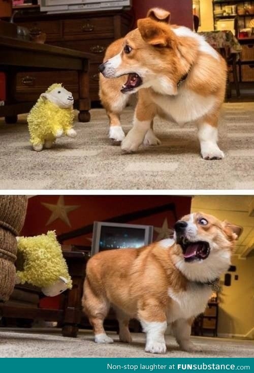 Everyone knows corgis hate sheep