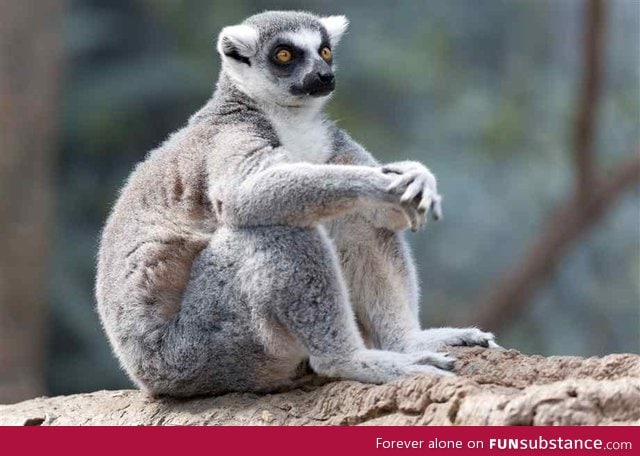 Lemurs: They sit like people