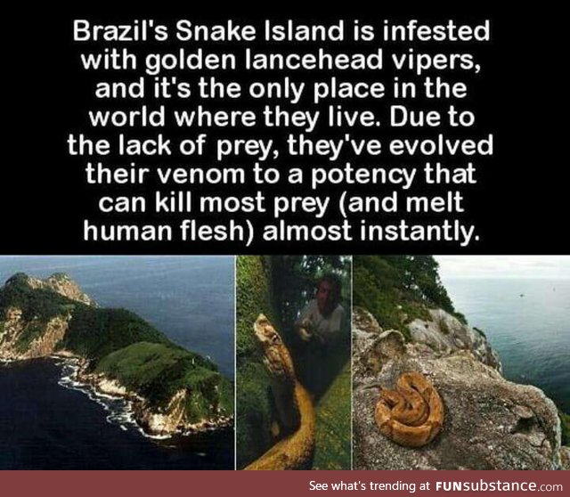 It's snakes venom is said to be three to five times stronger than that of any