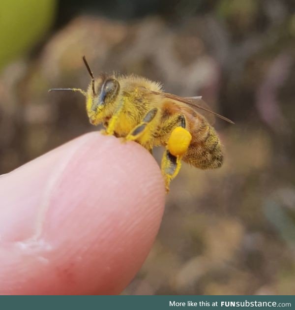 Busy Bee with pollen on its leg