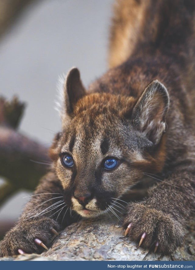 A young cougar