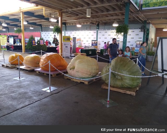 The largest four pumpkins at the Ohio State Fair