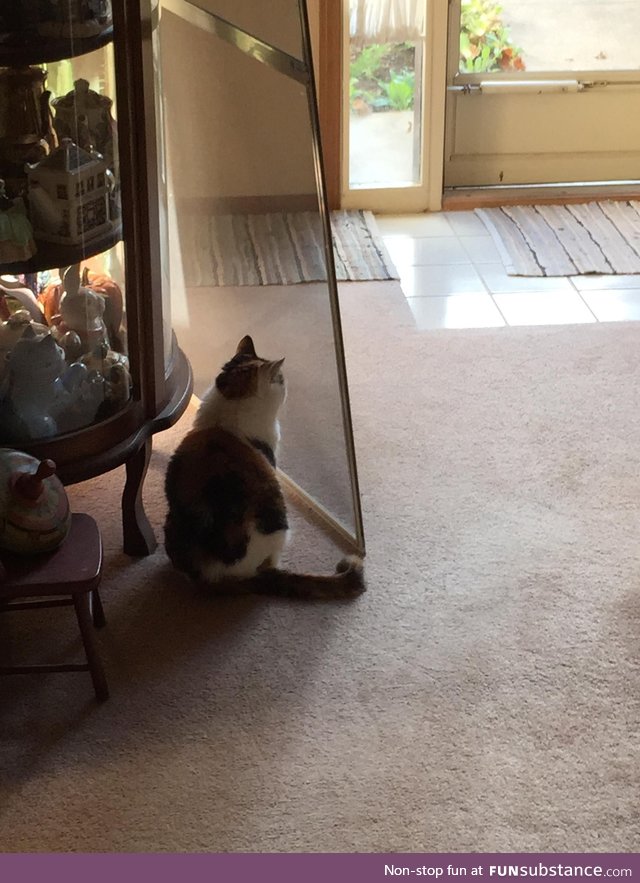 Putting in screen doors for warmer weather, my cat thinks I moved the door