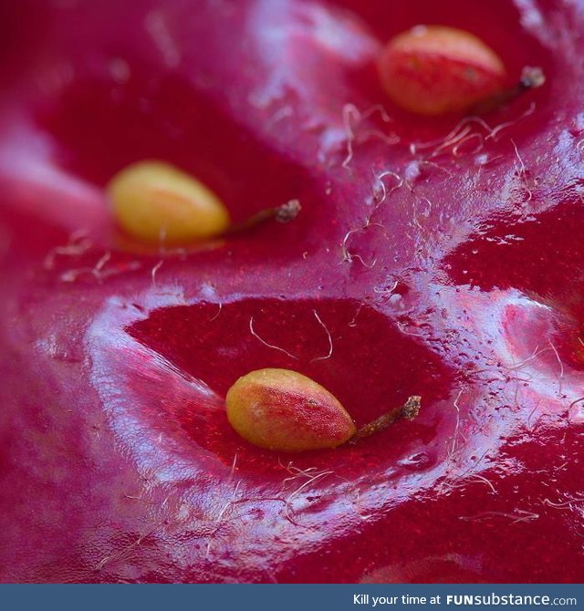 Surface of a strawberry