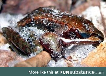 Froggo Fren #53 - Wood Frog